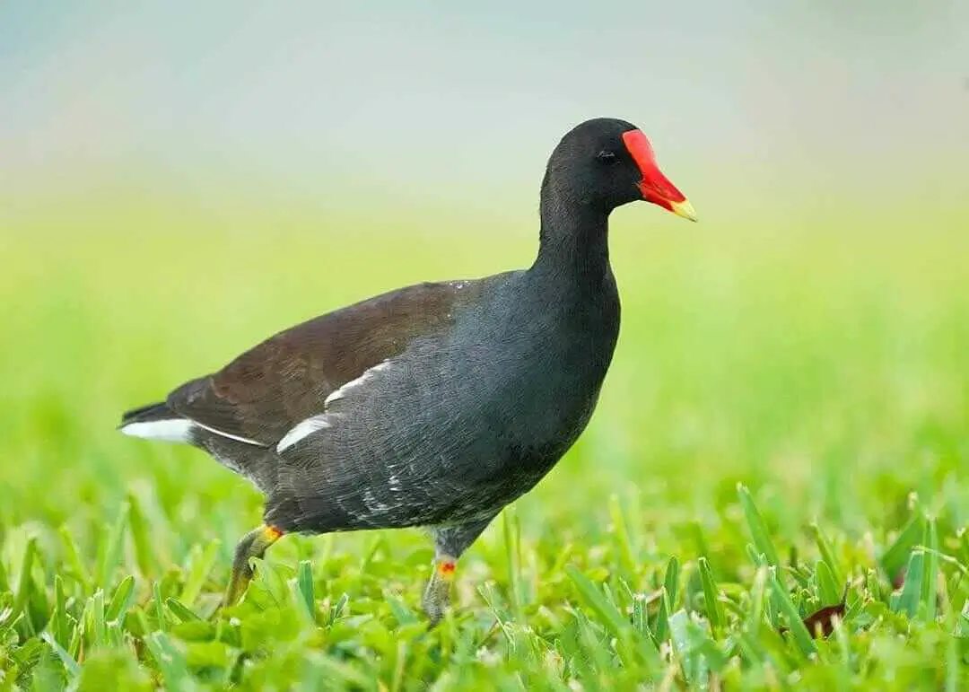 Common Moorhen